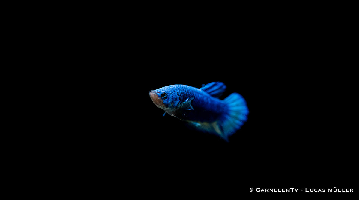 Fütterung eines Plakat Betta splendens
