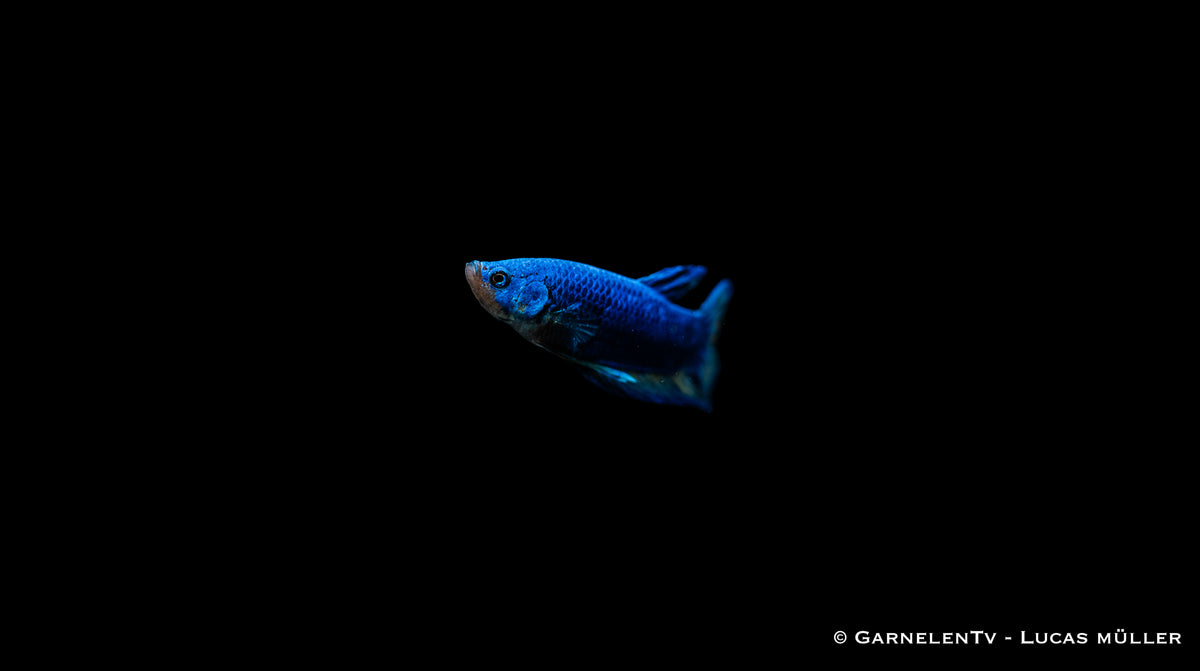 Süßwasseraquarium mit Plakat Kampffisch