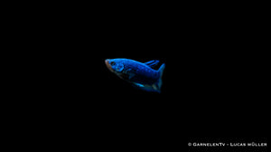 Süßwasseraquarium mit Plakat Kampffisch