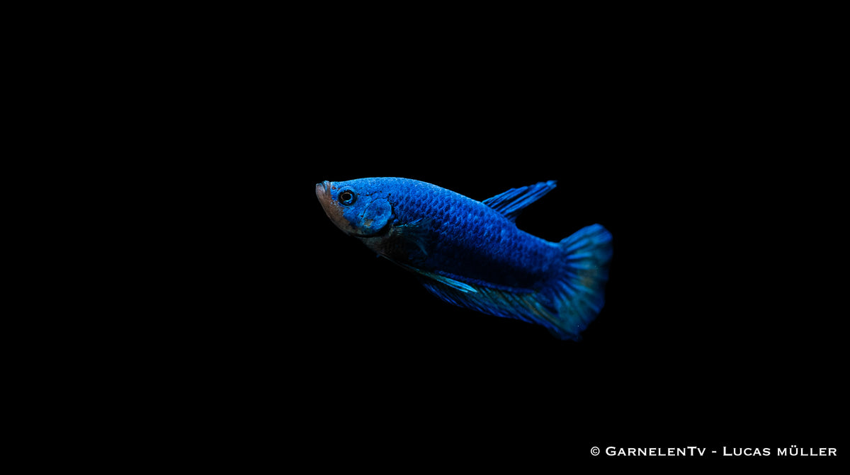 Plakat Betta splendens – perfekte Wasserwerte