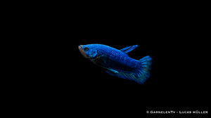 Plakat Betta splendens – perfekte Wasserwerte