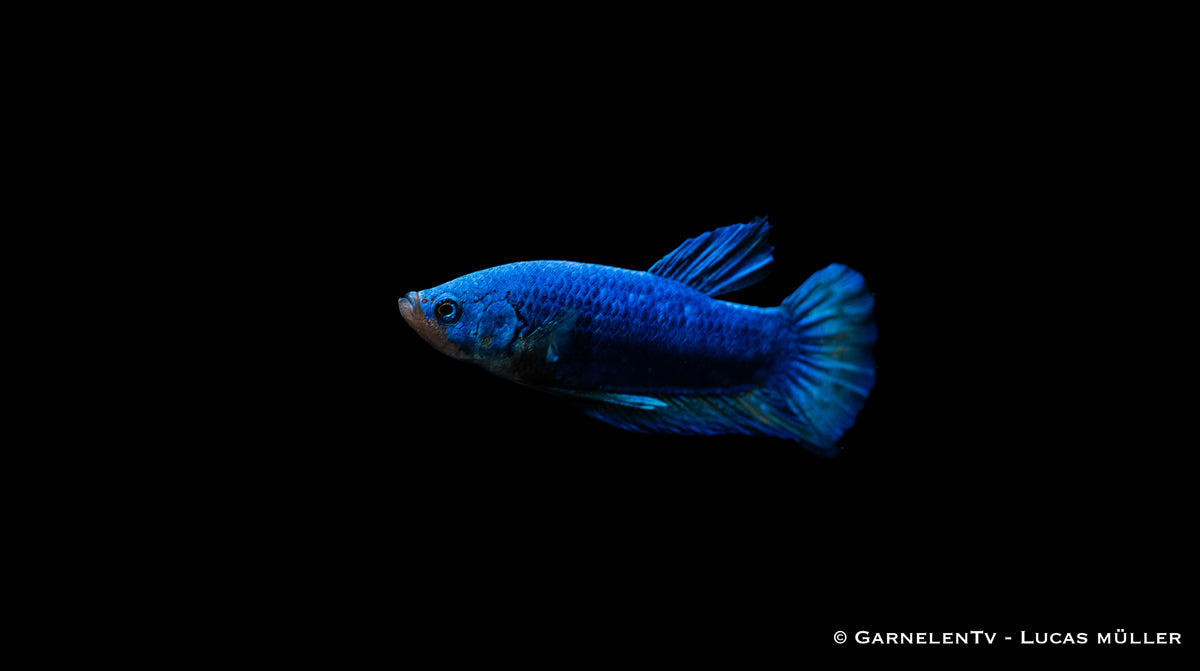 Zierfisch Plakat Betta splendens im Becken
