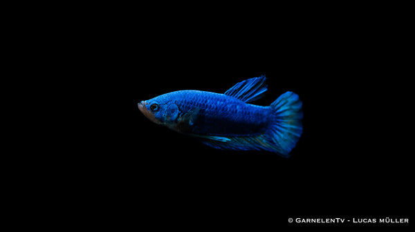 Kampffisch Männlich Plakat  - Betta splendens