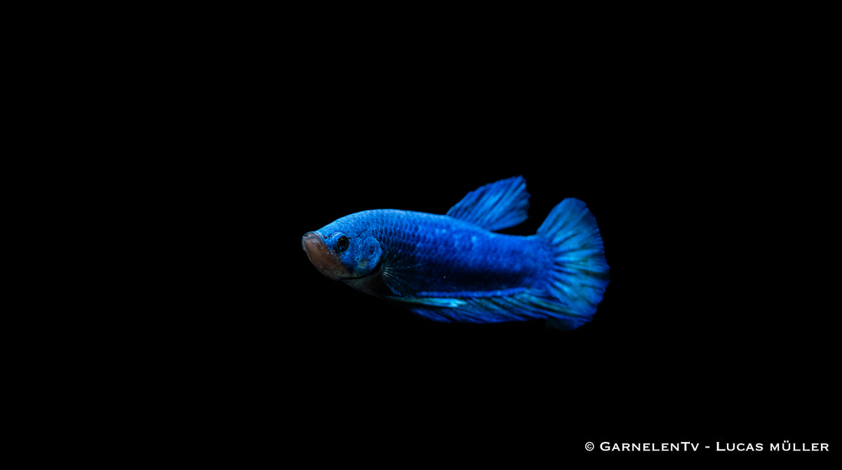 Plakat Kampffisch in bepflanztem Aquarium
