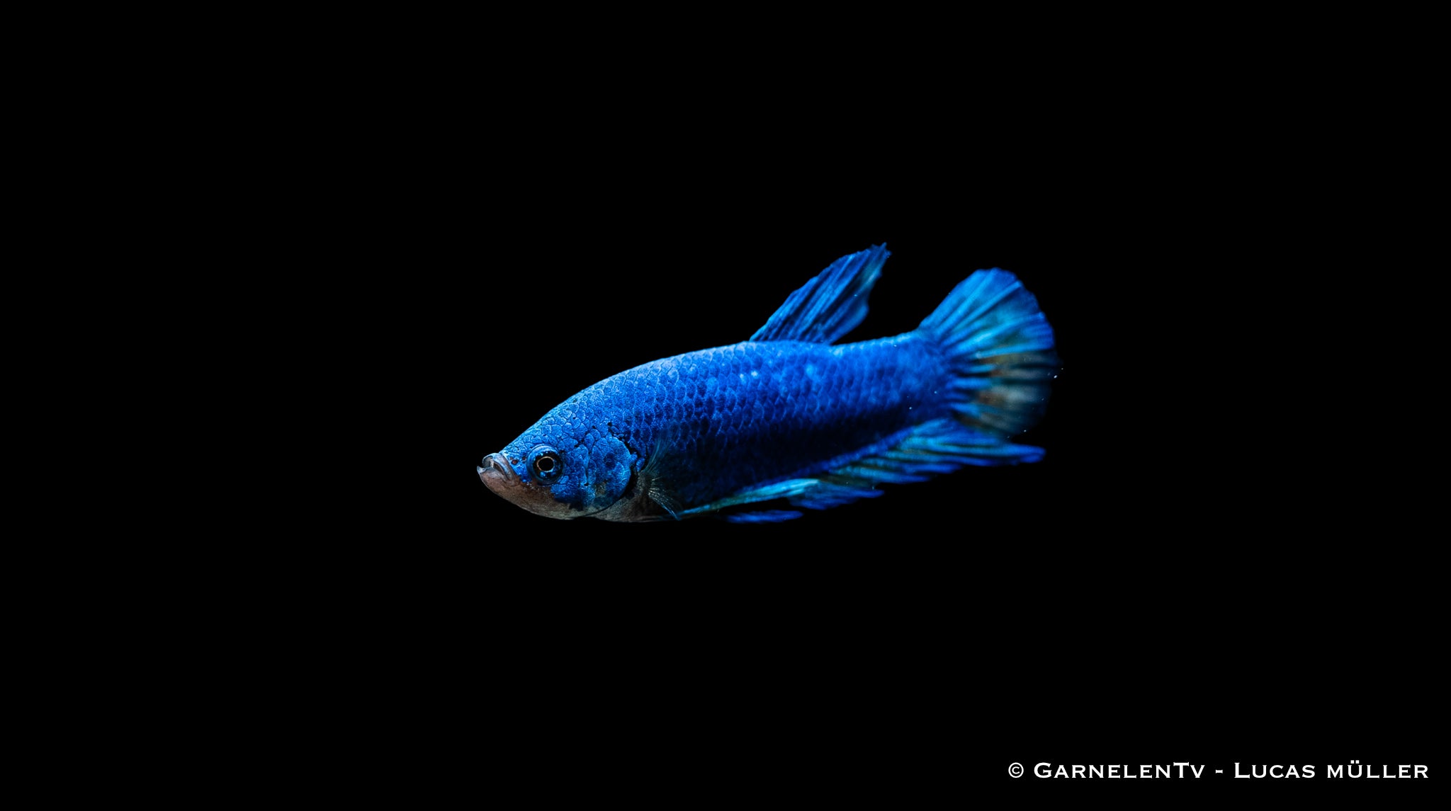 Kampffisch Männlich Plakat  - Betta splendens