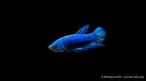 Eleganter Plakat Betta splendens beim Schwimmen