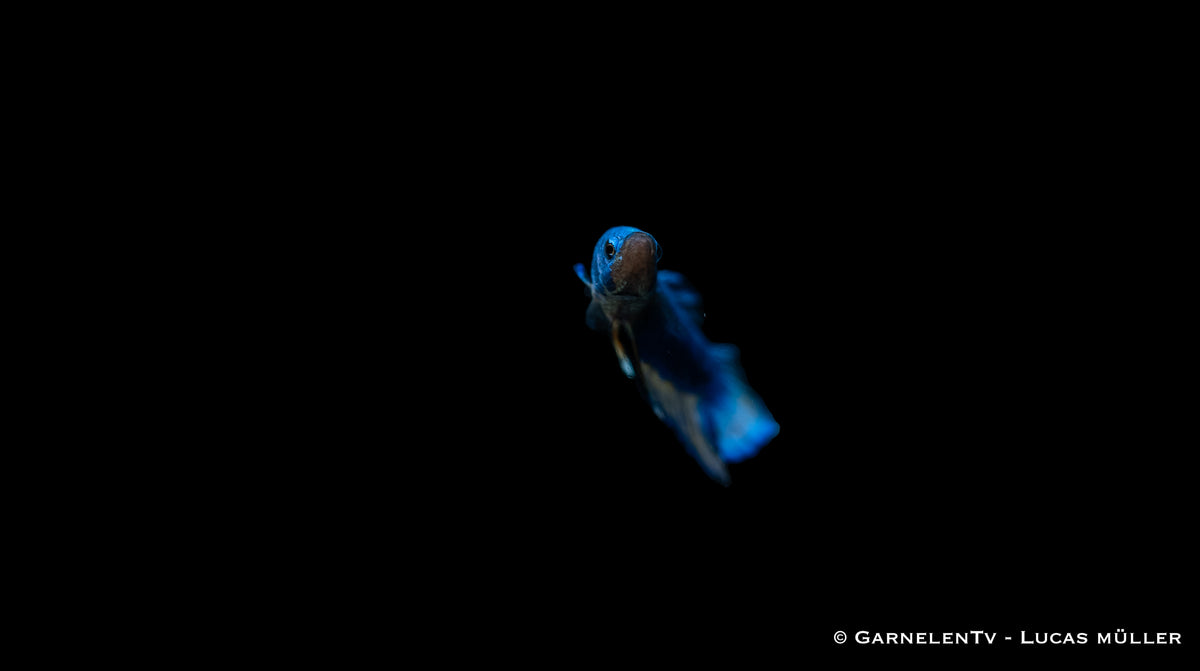 Männlicher Plakat Betta splendens mit kräftiger Farbe
