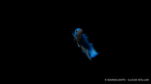 Männlicher Plakat Betta splendens mit kräftiger Farbe
