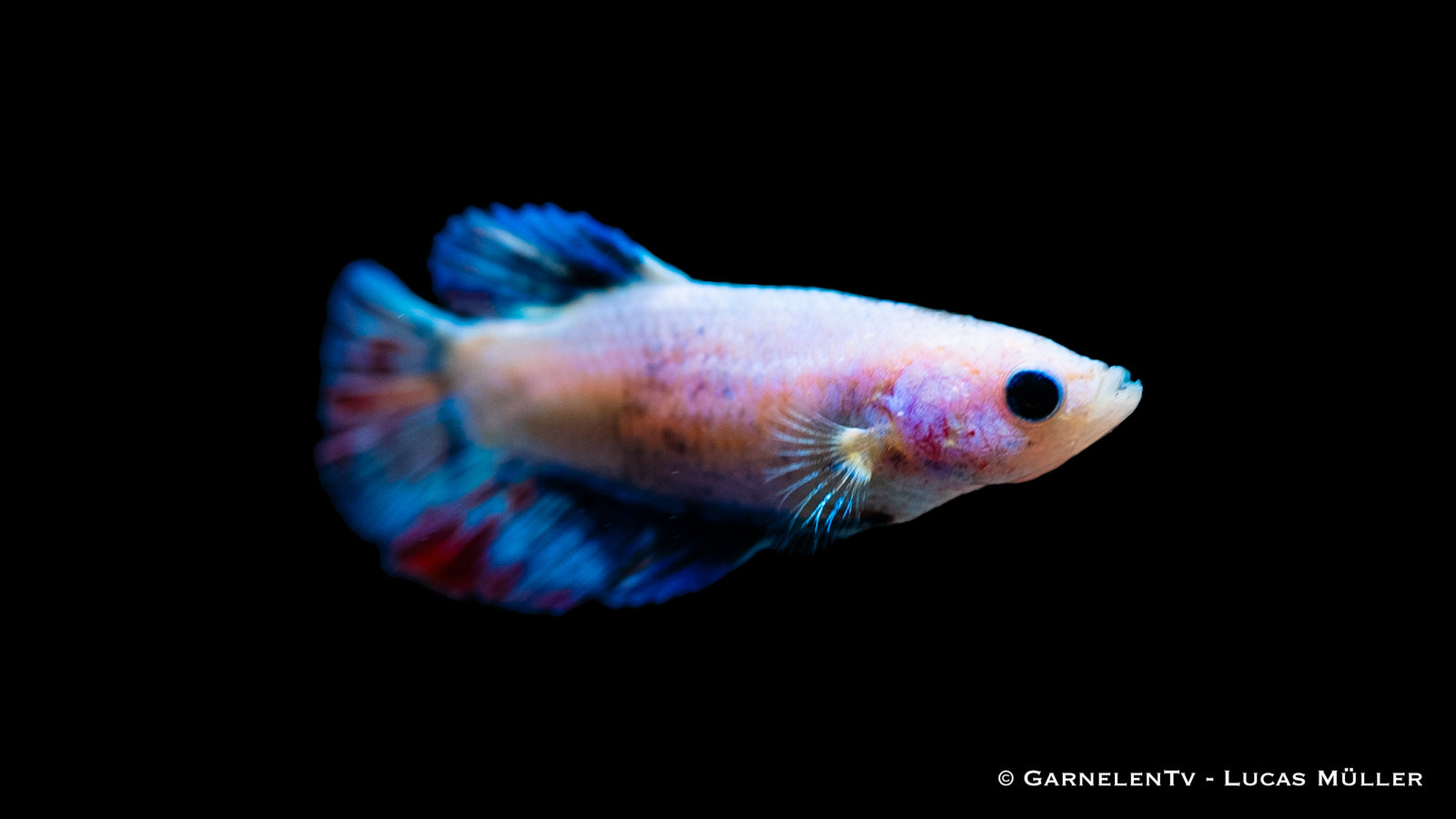 Kampffisch Halfmoon Weiblich swimming in a freshwater tank