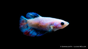Kampffisch Halfmoon Weiblich swimming in a freshwater tank