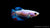 Kampffisch Halfmoon Weiblich swimming in a freshwater tank