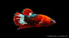 Plakat Koi Hellboy - Betta splendens