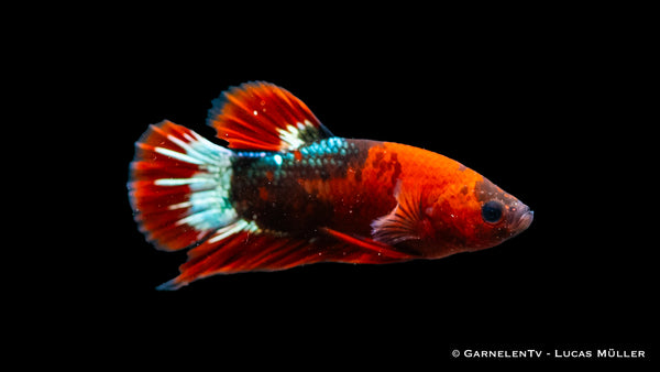 Plakat Koi Hellboy - Betta splendens