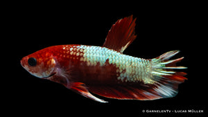 Koi Hellboy Betta male displaying its unique color pattern and tail