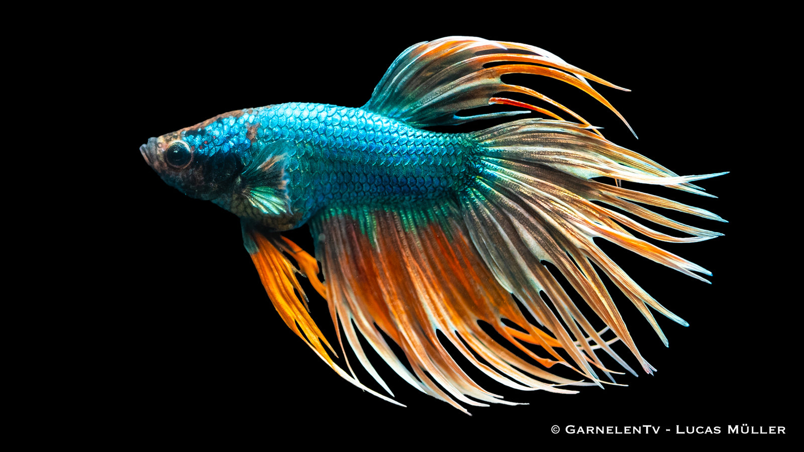 Kampffisch Männlich Kammschwanz swimming in a freshwater tank