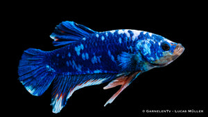 Nahaufnahme eines Betta splendens Koi Galaxy
