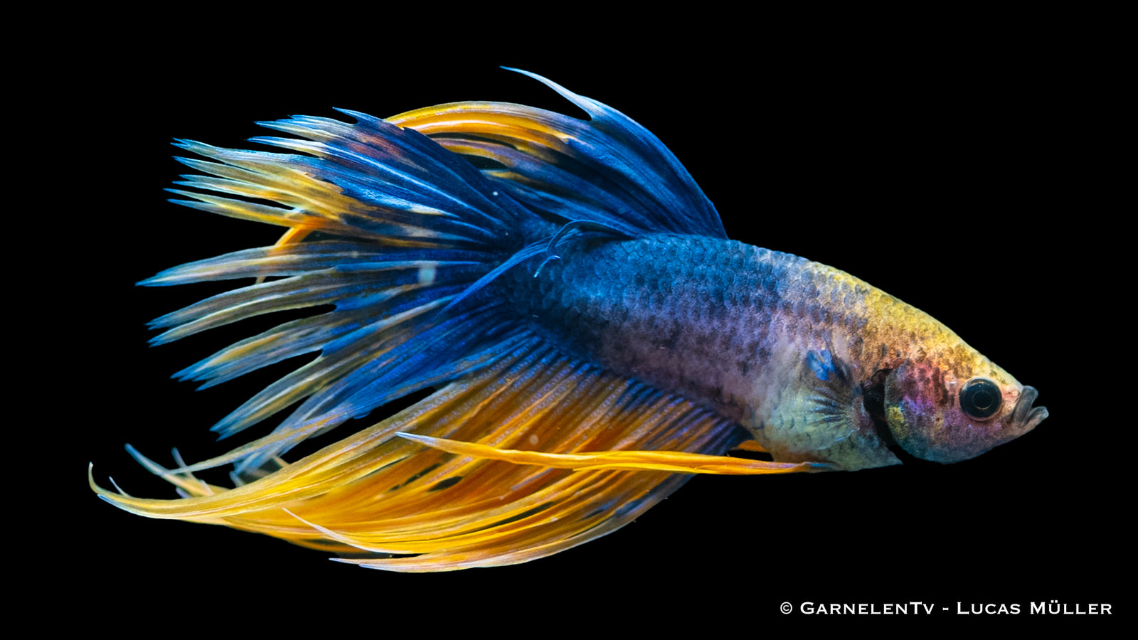 Kampffisch Männlich Kammschwanz swimming in a freshwater tank