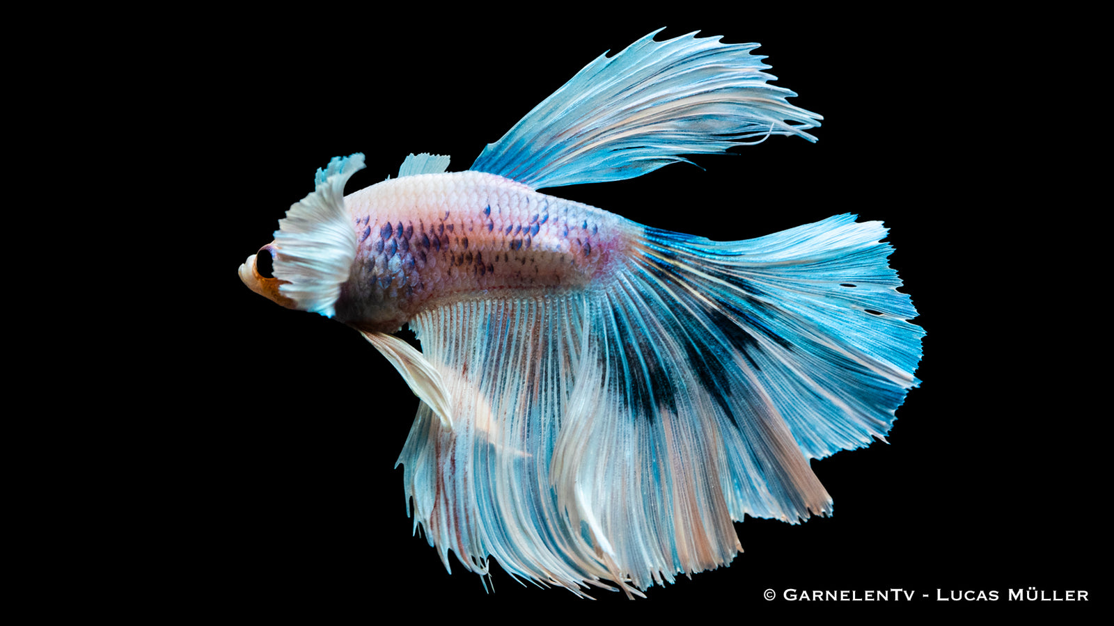 Kampffisch Superdelta Dumbo Ear mit großen Flossen