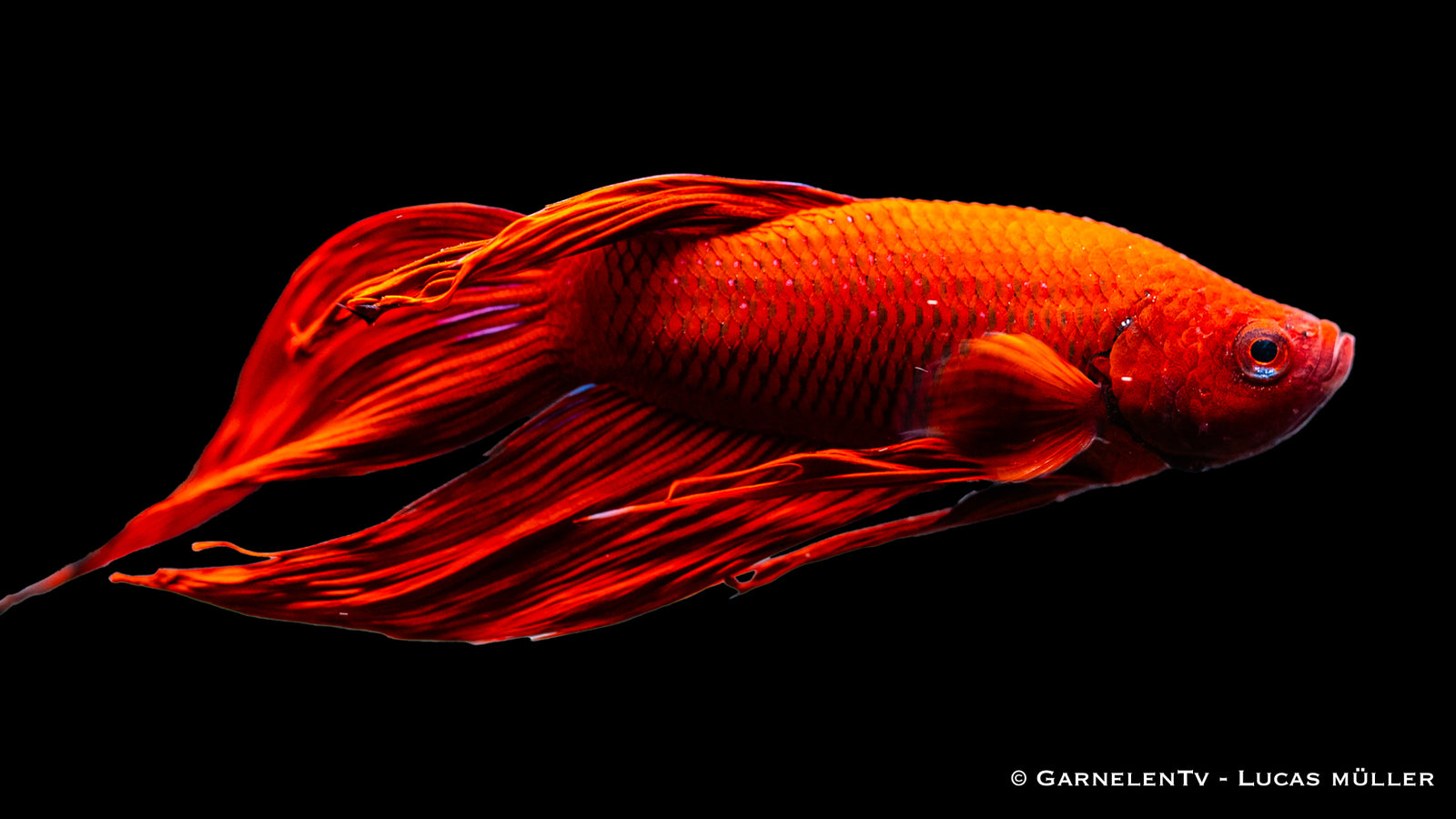 Kampffisch männlich – Betta splendens Nahaufnahme