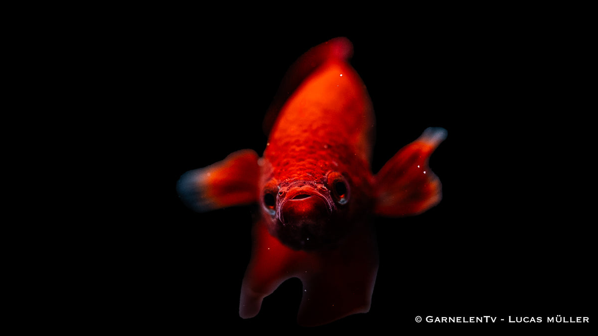 Farbenfroher männlicher Kampffisch im Aquarium
