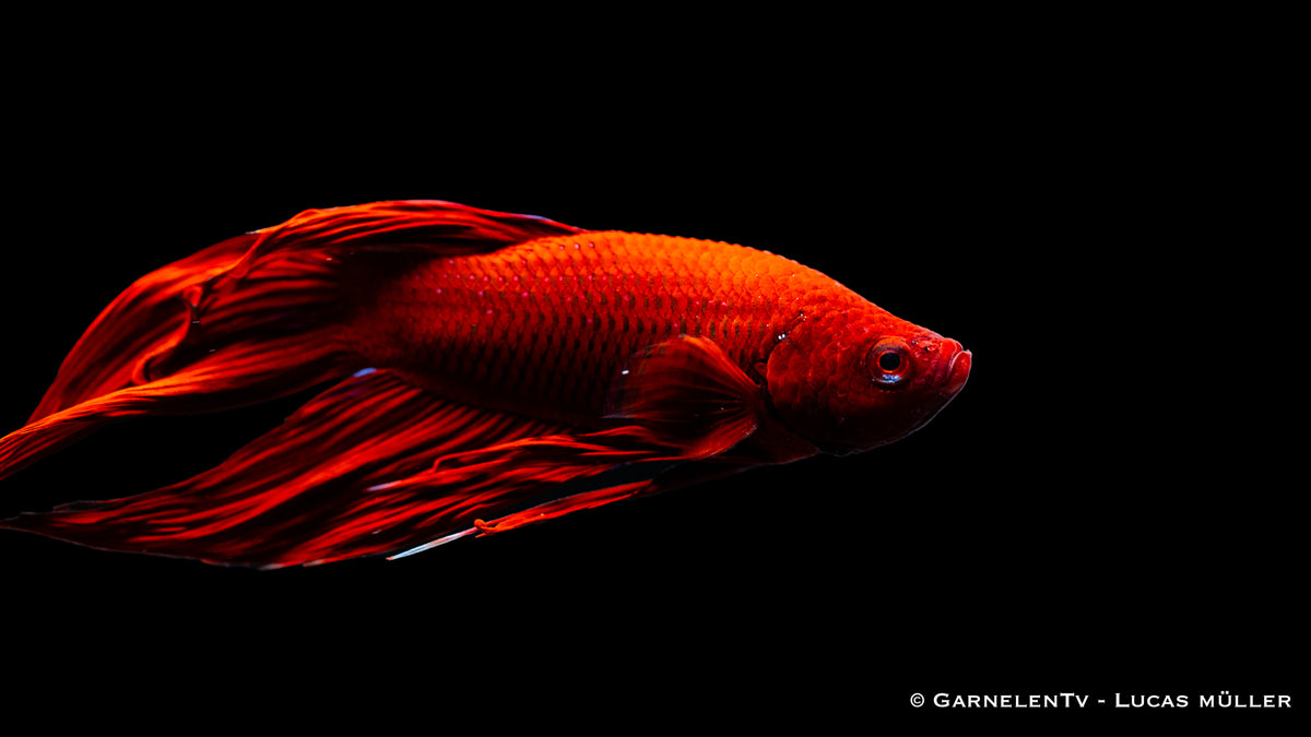 Männlicher Betta splendens mit ausgebreiteten Flossen
