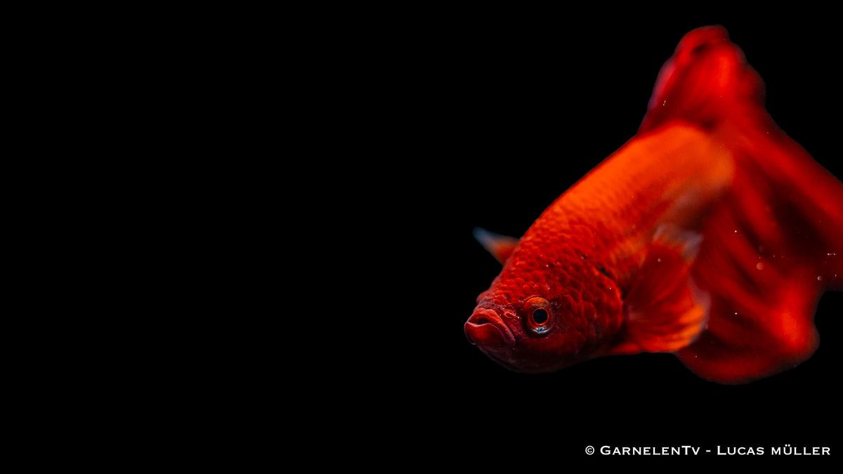 Betta splendens Männlich – perfekte Wasserwerte