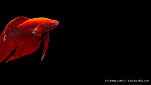 Fütterung eines männlichen Betta splendens