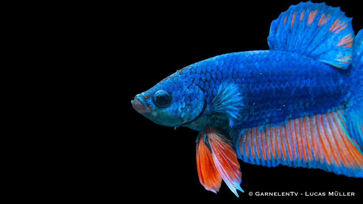 Männlicher Betta Koi Galaxy mit gespreizten Flossen
