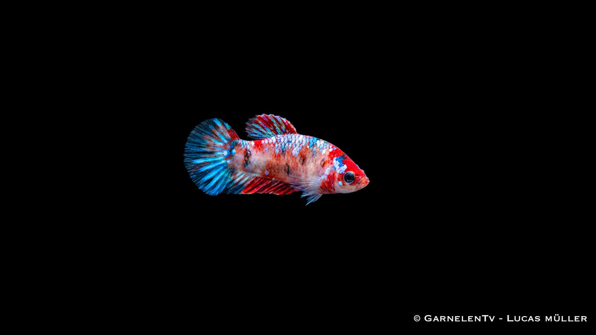 Kampffisch Weibchen Koi (Betta splendens) mit roten, weißen und dunklen Flecken und blauer Schwanzflosse
