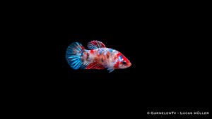Kampffisch Weibchen Koi (Betta splendens) mit roten, weißen und dunklen Flecken und blauer Schwanzflosse