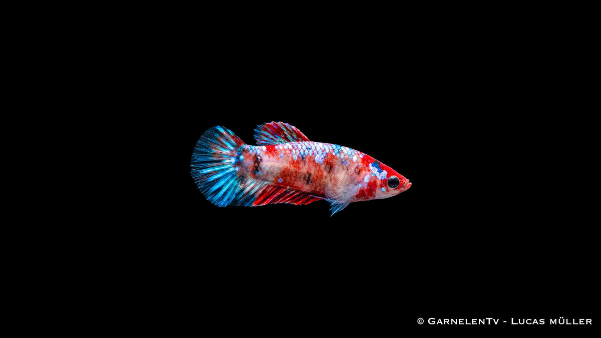 Betta splendens Koi weiblich mit gefleckter Zeichnung in Rot und Weiß
