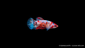 Betta splendens Koi weiblich mit gefleckter Zeichnung in Rot und Weiß