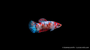 Kampffisch weiblich Koi - Betta splendens, Weibchen in Rot, Weiß und Blau, Seitenansicht