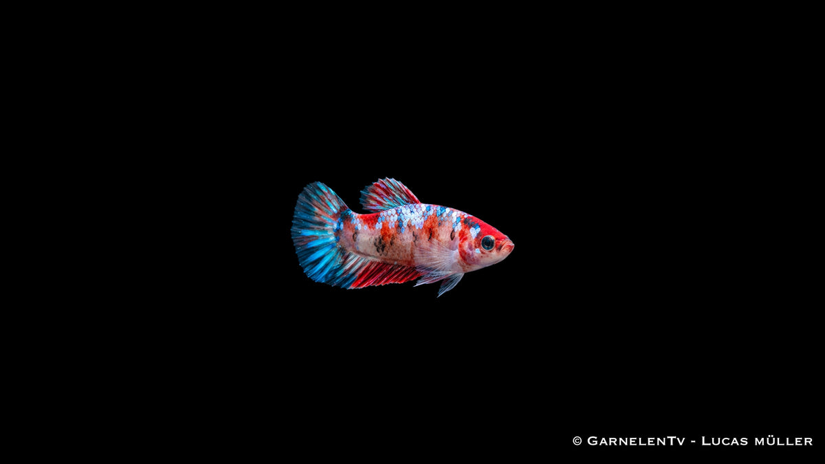 Kampffisch weiblich Koi - Betta splendens, kurze Flossen mit blauem Schimmer