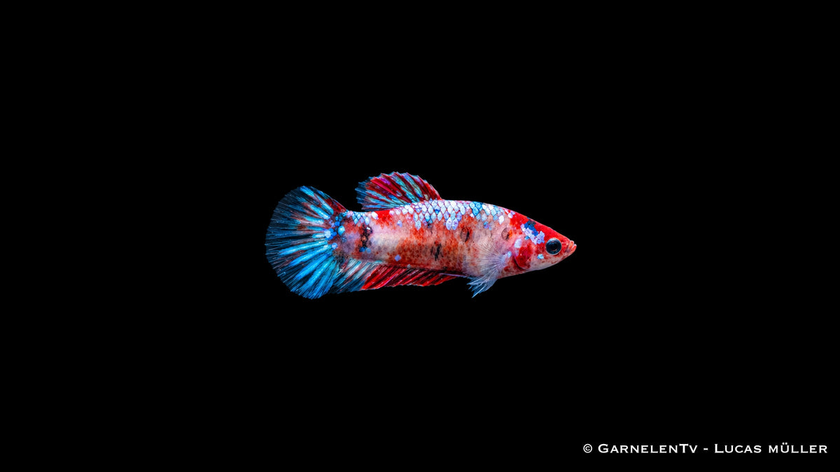 Koi Kampffisch Weibchen (Betta splendens) von GarnelenTv