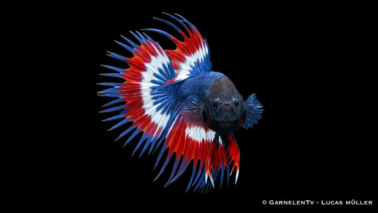 Betta splendens Thai Flagge als farbintensiver Kampffisch mit Kammschwanz, ausdrucksstarker Flossenform und dekorativer Wirkung im Aquarium
