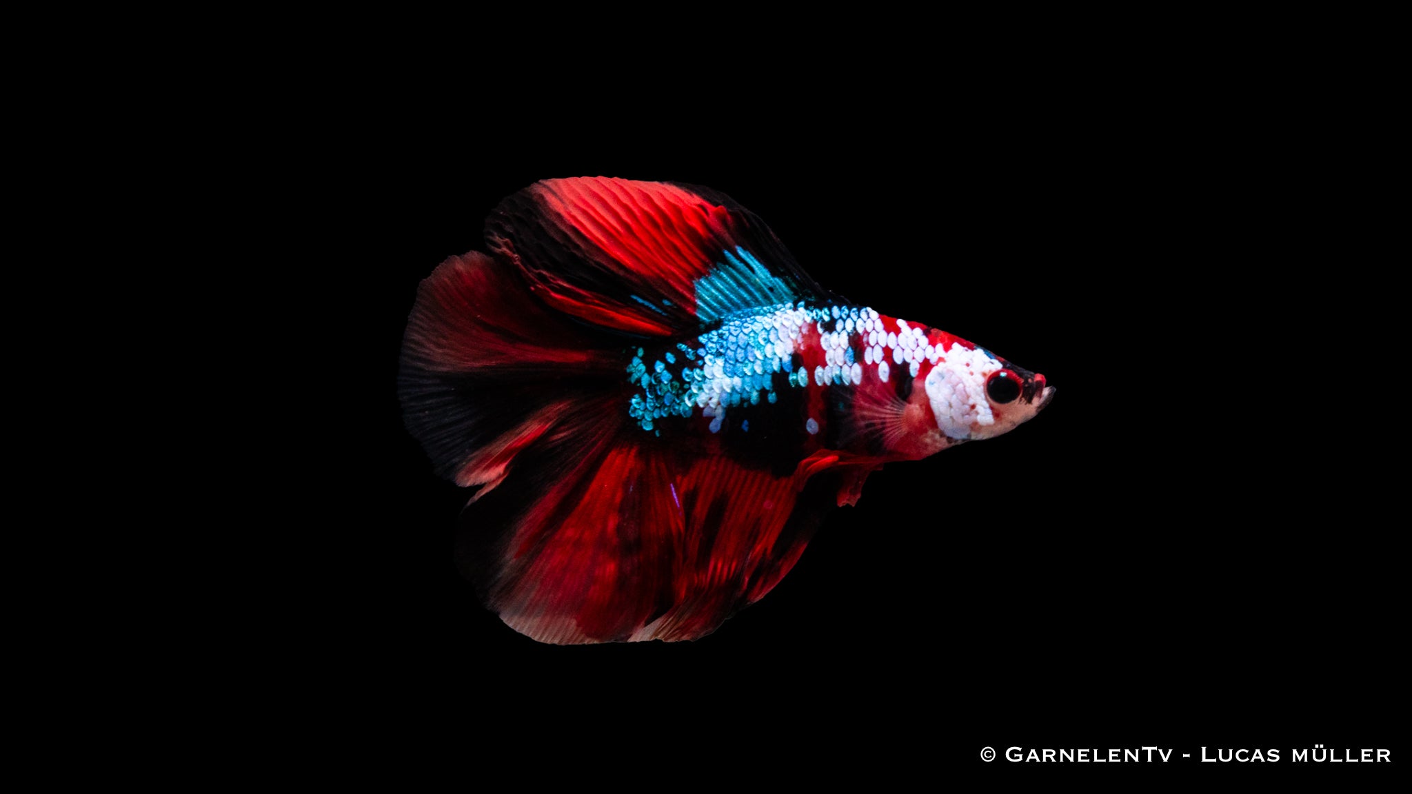 Vollmond Koi Kampffisch männlich – Betta splendens