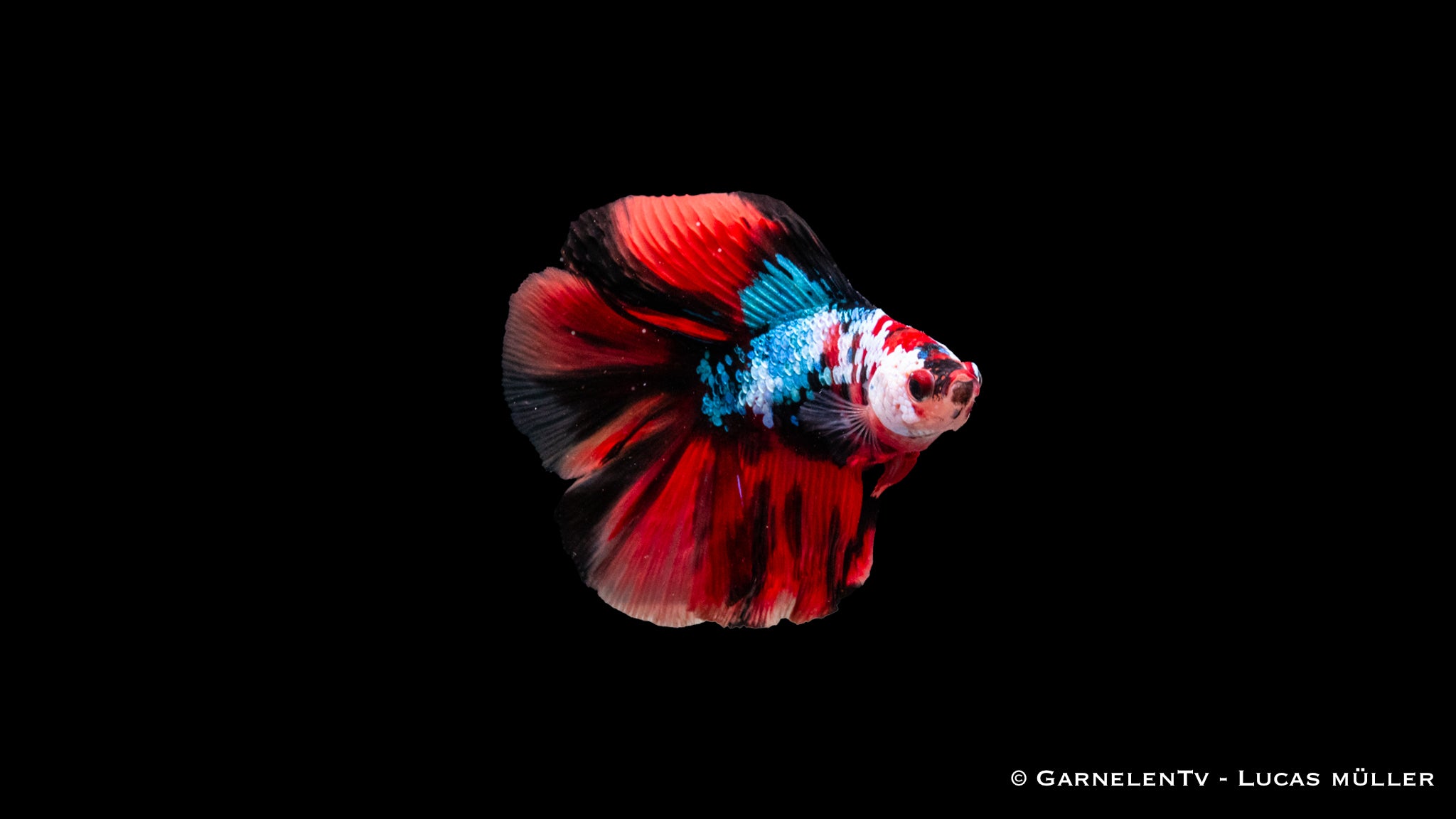 Kampffisch männlich Vollmond Koi - Betta splendens