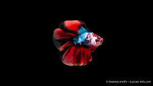 Betta splendens Vollmond Koi – beeindruckende Flossen und Farben