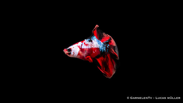 Vollmond Koi Kampffisch in einem bepflanzten Aquarium