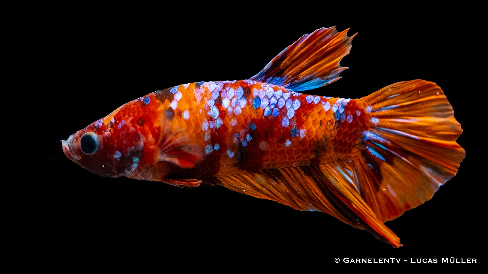 Kampffisch Männlich Koi Nemo XL – Farbintensiver Betta splendens