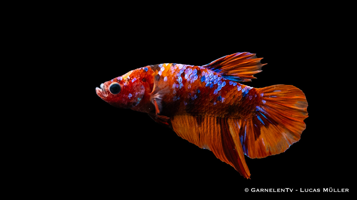 Betta splendens &quot;Koi-Plakat&quot; in einem Süßwasseraquarium