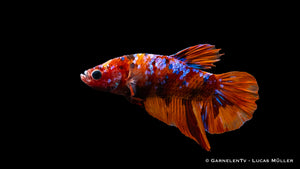 Betta splendens "Koi-Plakat" in einem Süßwasseraquarium