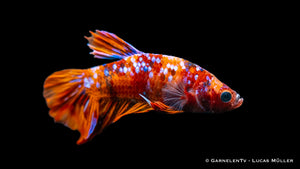 Betta splendens "Koi-Plakat" mit einzigartigen Mustern