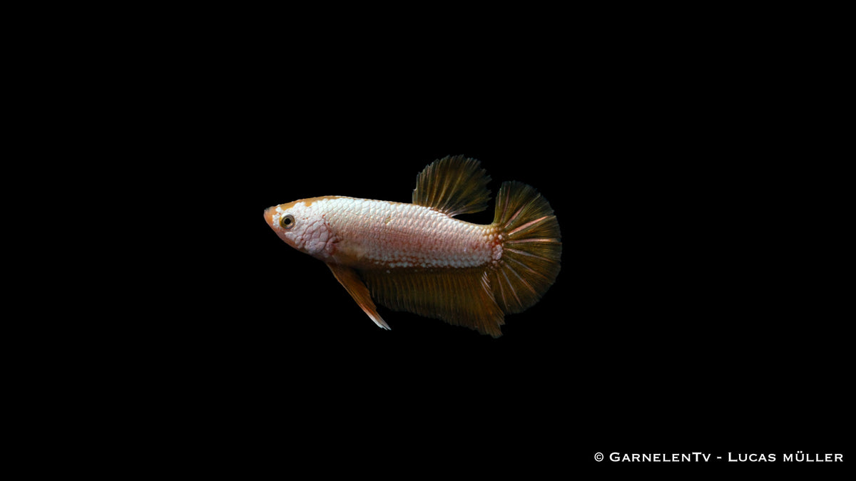 Kampffisch Männlich Yellow Dragon Plakat – Betta splendens