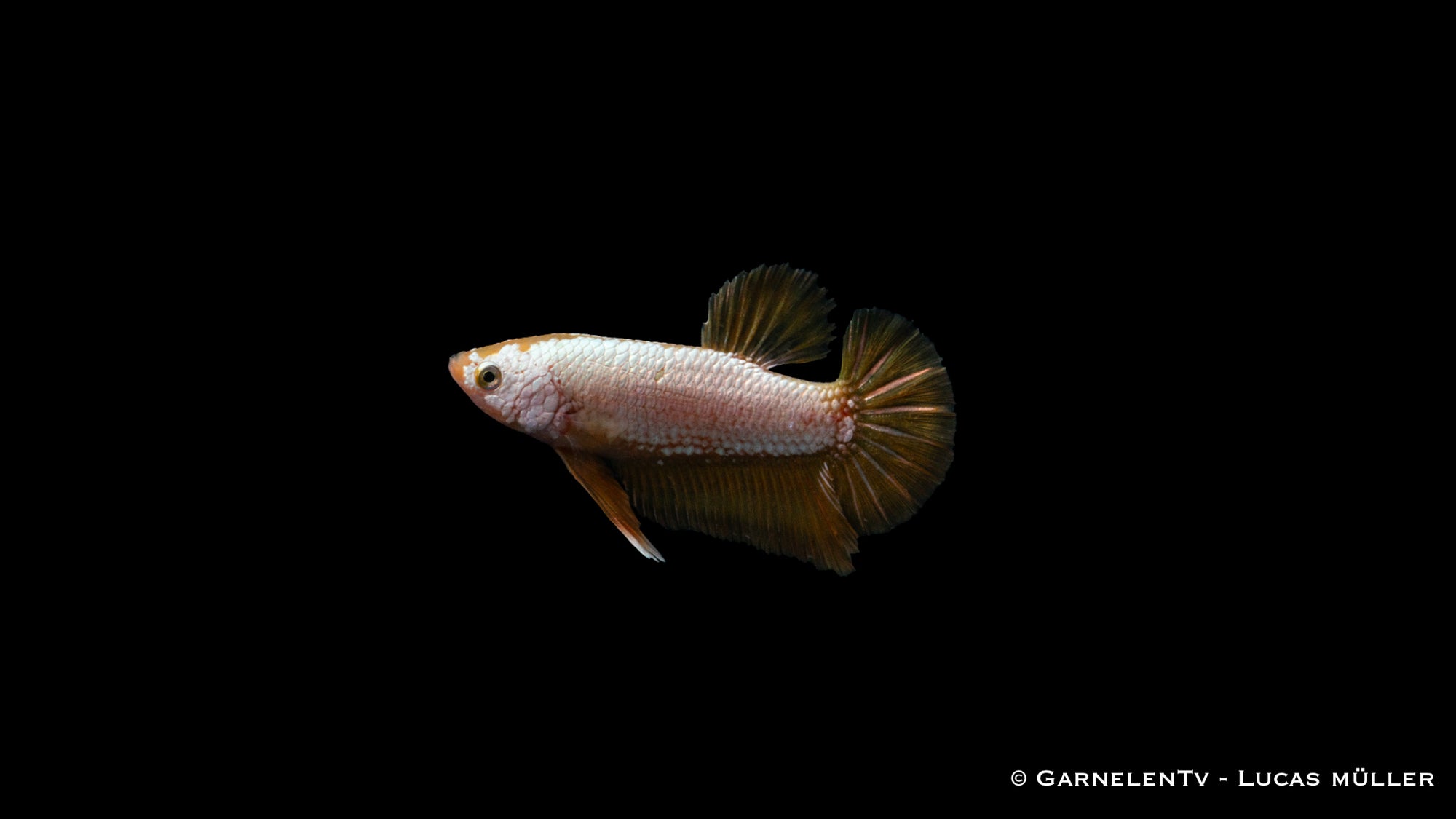 Kampffisch Männlich Yellow Dragon Plakat – Betta splendens
