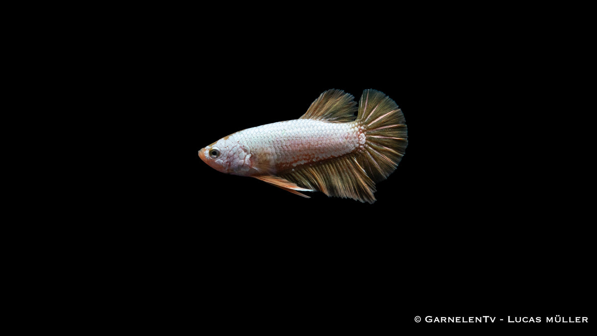 Betta splendens Yellow Dragon Plakat – leuchtend gelbe Zuchtform
