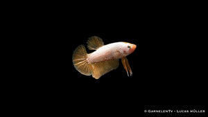 Yellow Dragon Plakat Kampffisch – ideal für bepflanzte Aquarien