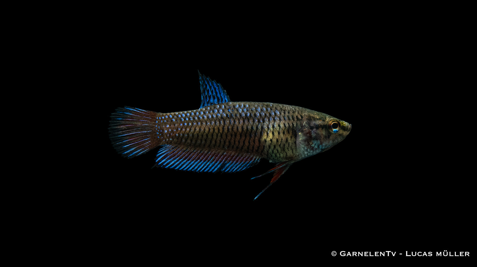 Kampffisch Weiblich – Betta splendens mit leuchtenden Farben