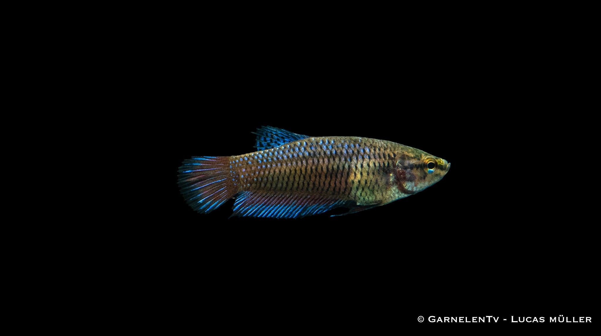 Kampffisch Weiblich - Betta splendens